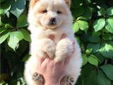 Muhteşem Chow Chow Yavrularımız