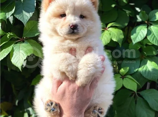Muhteşem Chow Chow Yavrularımız
