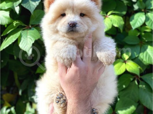 Safkan Dişi Chow Chow Yavrumuz görsel