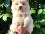 Muhteşem Chow Chow Yavrularımız