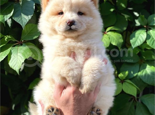 Muhteşem Chow Chow Yavrularımız görsel