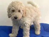 Minyatür Apricot Poodle Erkek Yavrumuz