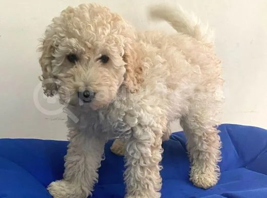 Minyatür Apricot Poodle Erkek Yavrumuz