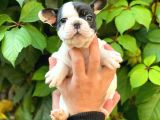 Si̇yah Beyaz Di̇şi̇ French Bulldog Yavrumuz