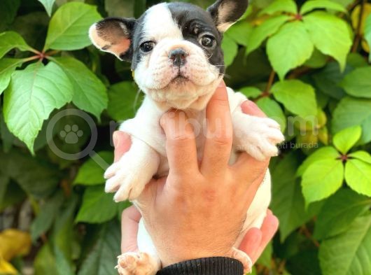 Si̇yah Beyaz Di̇şi̇ French Bulldog Yavrumuz görsel