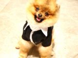 10 Aylık Erkek Pomeranian Ankara