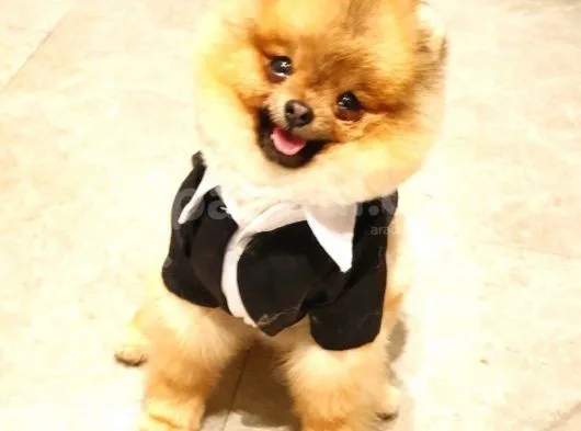10 Aylık Erkek Pomeranian Ankara