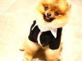 10 Aylık Erkek Pomeranian Ankara