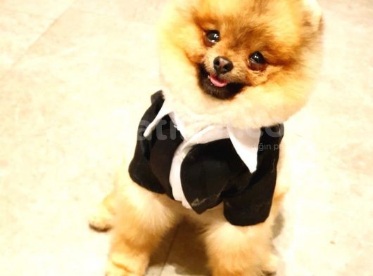 10 Aylık Erkek Pomeranian Ankara görsel