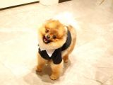 10 Aylık Erkek Pomeranian Ankara