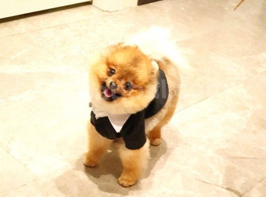 10 Aylık Erkek Pomeranian Ankara görsel