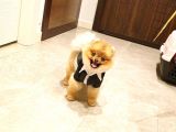 10 Aylık Erkek Pomeranian Ankara