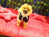 10 Aylık Erkek Pomeranian Ankara