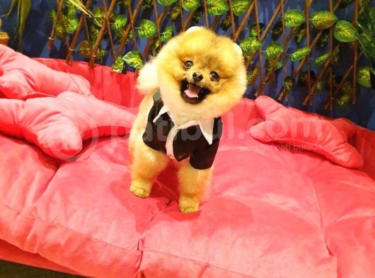 10 Aylık Erkek Pomeranian Ankara görsel
