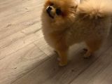 9 Aylık Erkek Pomeranian