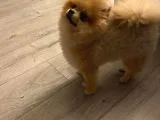 9 Aylık Erkek Pomeranian