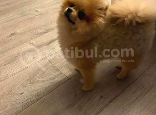 9 Aylık Erkek Pomeranian görsel