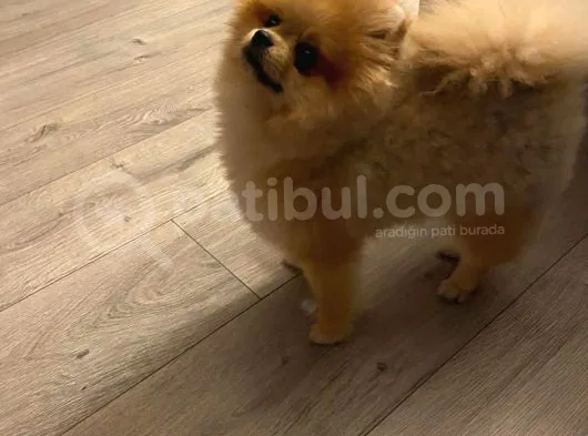 9 Aylık Erkek Pomeranian