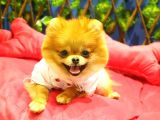 8 Aylık Dişi Pomeranian