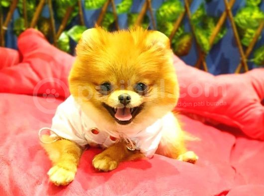 8 Aylık Dişi Pomeranian görsel