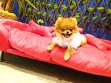 8 Aylık Dişi Pomeranian