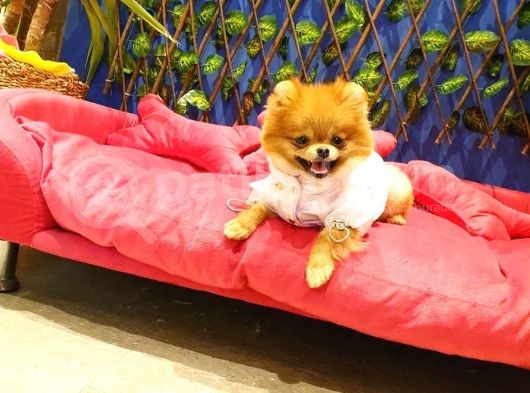 8 Aylık Dişi Pomeranian görsel