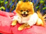 8 Aylık Dişi Pomeranian