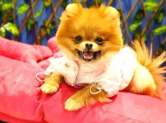 8 Aylık Dişi Pomeranian