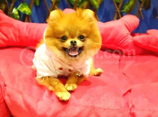 8 Aylık Dişi Pomeranian görsel
