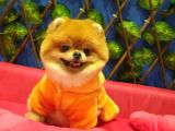 16 Aylık Erkek Pomeranian