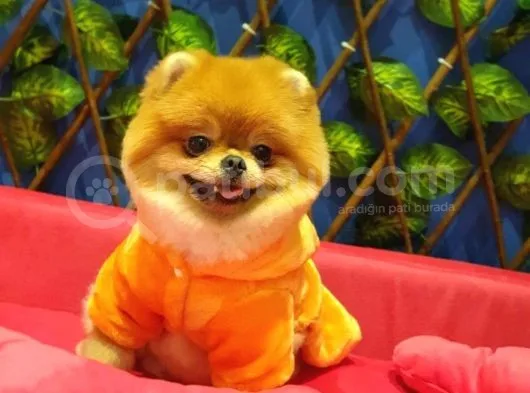16 Aylık Erkek Pomeranian
