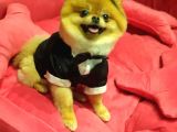 16 Aylık Erkek Pomeranian