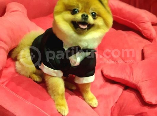 16 Aylık Erkek Pomeranian görsel