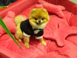 16 Aylık Erkek Pomeranian
