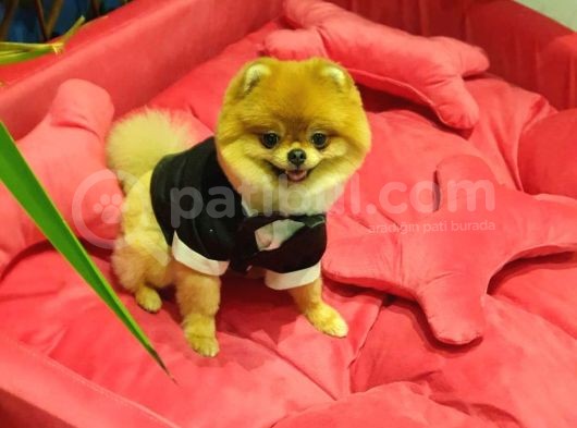 16 Aylık Erkek Pomeranian görsel