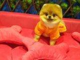 16 Aylık Erkek Pomeranian