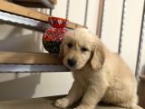 Baby Face Golden Retriever Yavrular Hazır