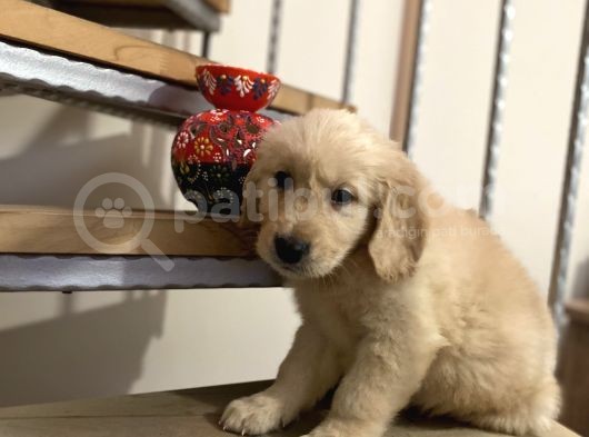 Baby Face Golden Retriever Yavrular Hazır görsel