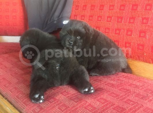 Şimsiyah Chow Chow Yavruları görsel