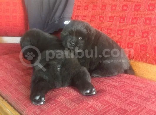 Şimsiyah Chow Chow Yavruları