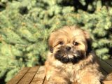 Shih -Poo Yavrumuz