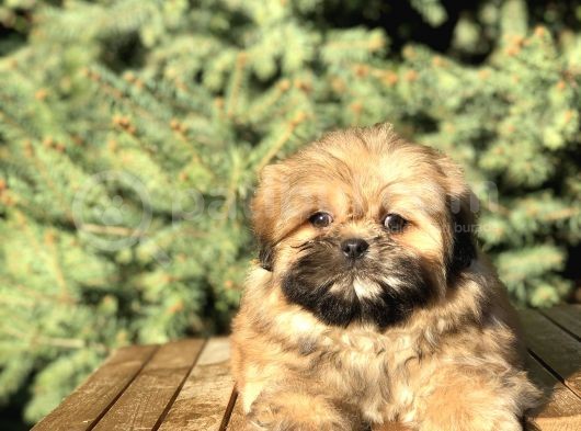 Shih -Poo Yavrumuz görsel
