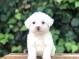 Özel Üretim Özel Maltıpoo Yavrular