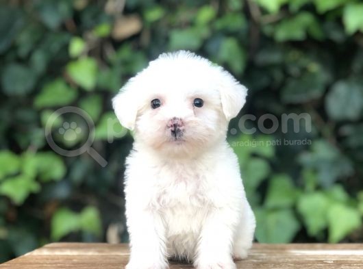 Özel Üretim Özel Maltıpoo Yavrular görsel