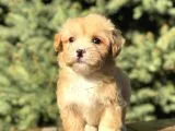 Birbirinden Güzel Maltıpoo Yavrular