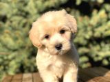 Dizayn Irk Maltipoo Yavrular