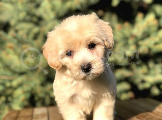 Dizayn Irk Maltipoo Yavrular görsel