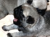 Pug Mops Bebekler