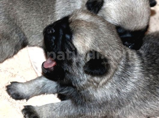 Pug Mops Bebekler görsel