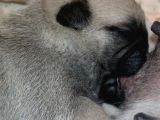 Pug Mops Bebekler